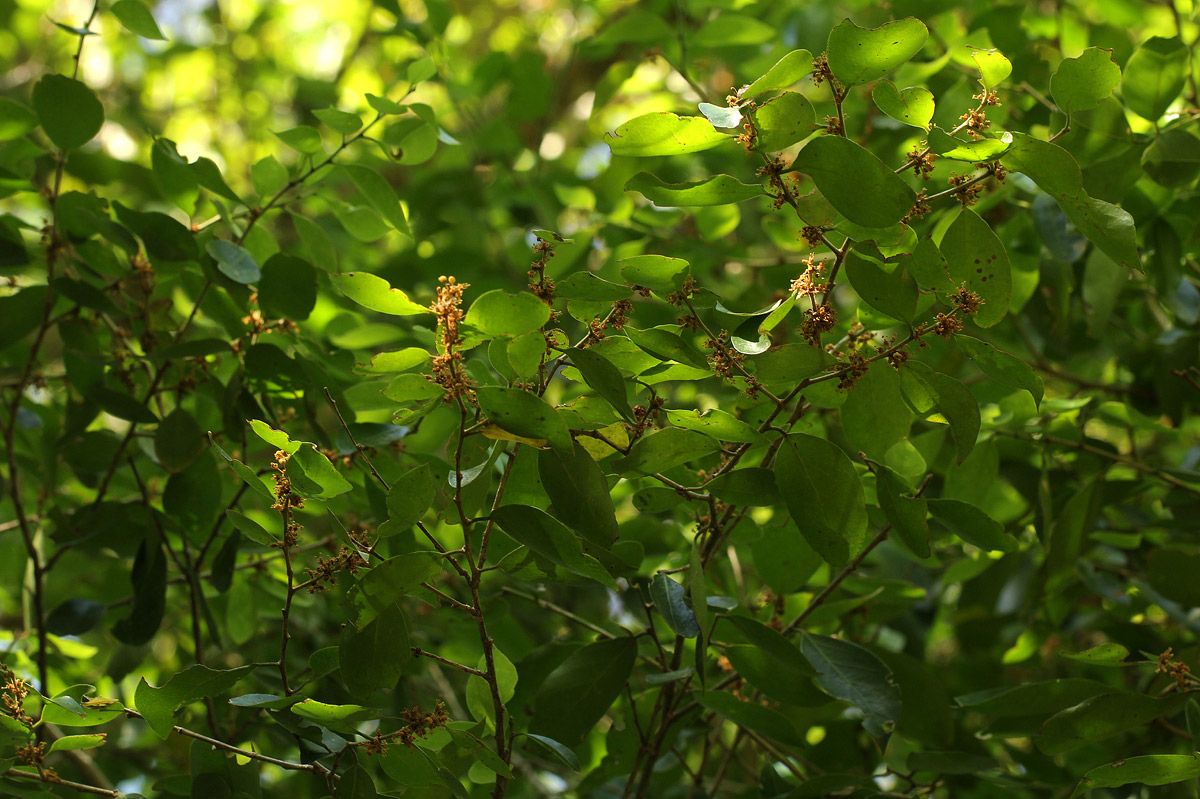 Drypetes reticulata