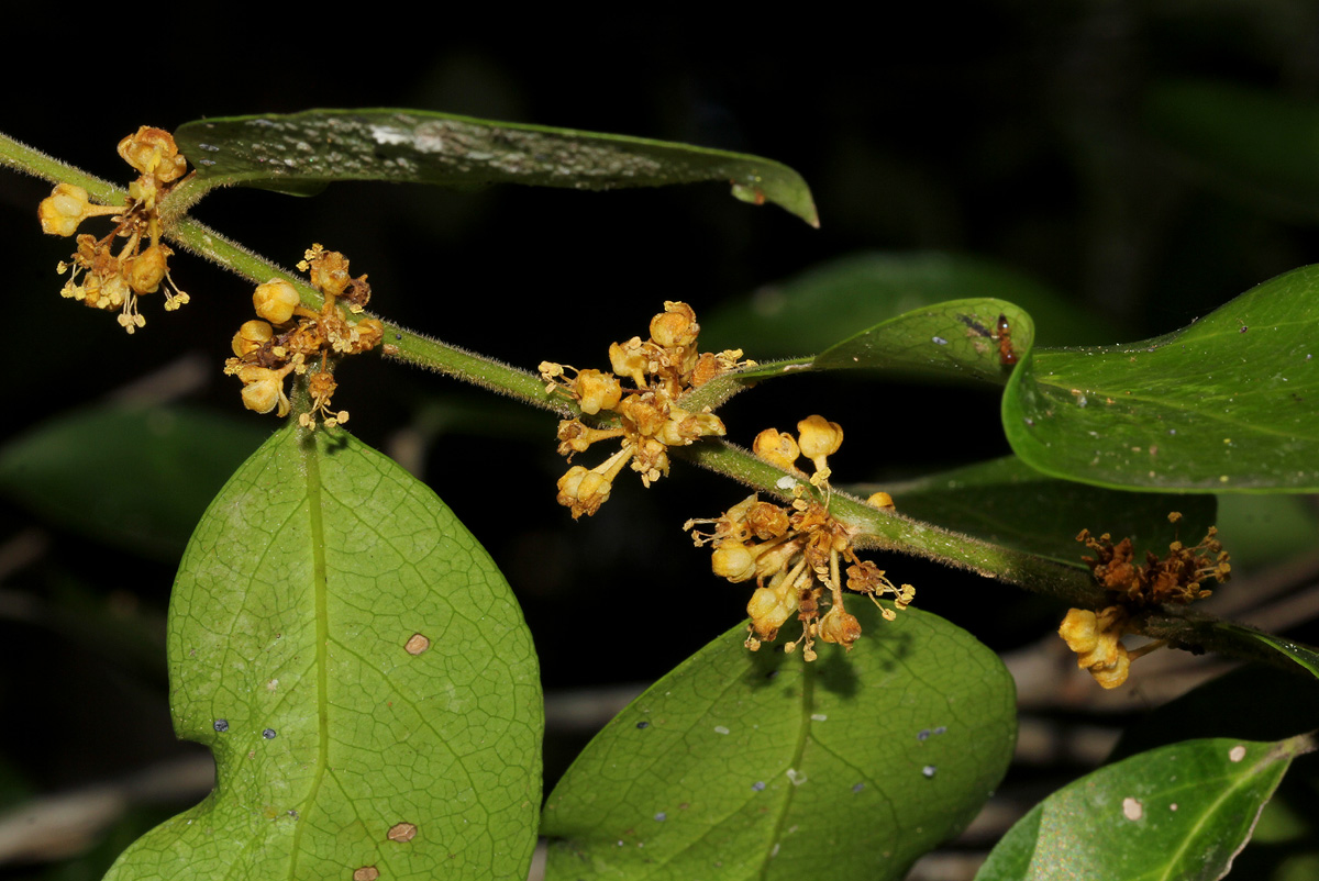 Drypetes reticulata