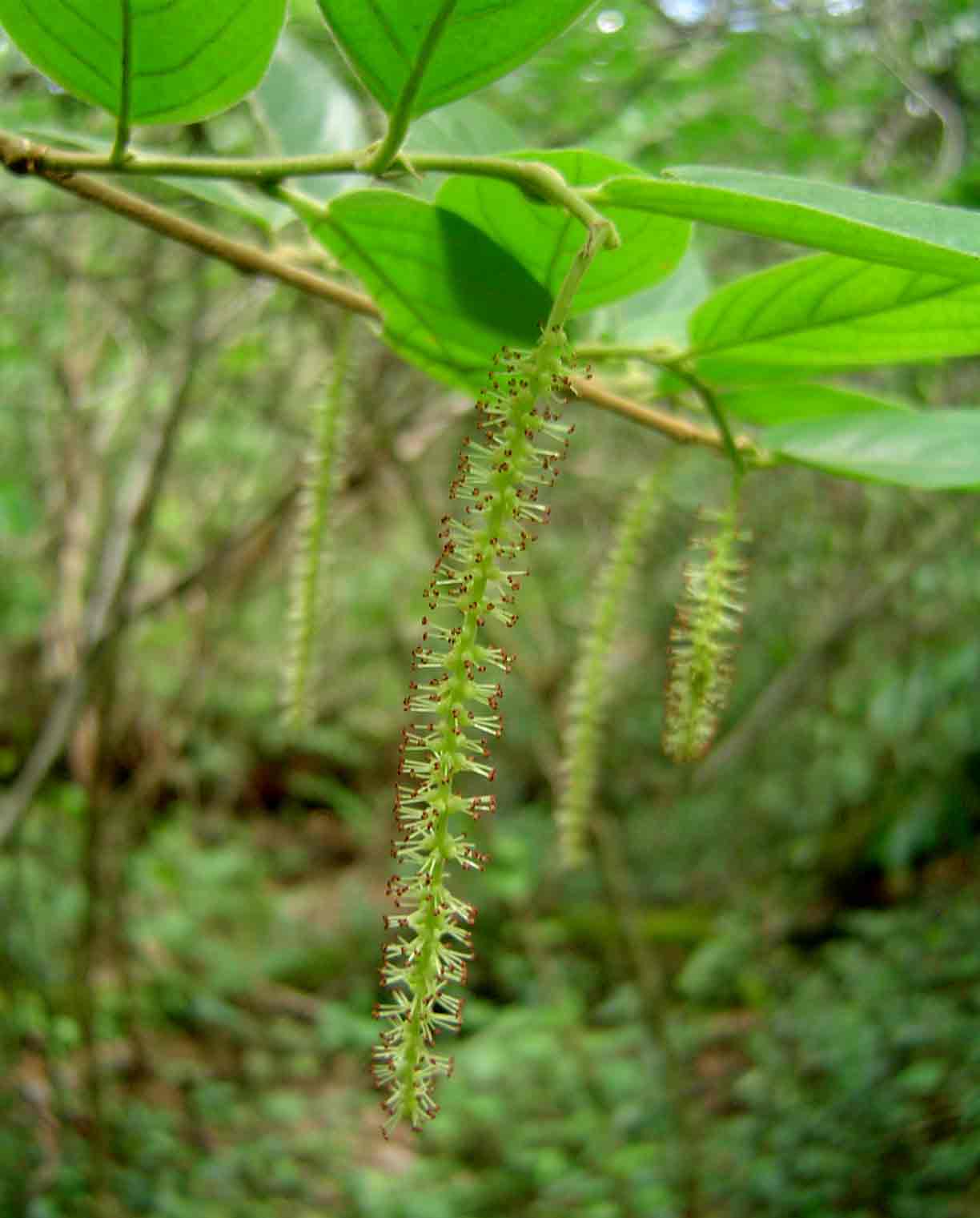 Antidesma vogelianum