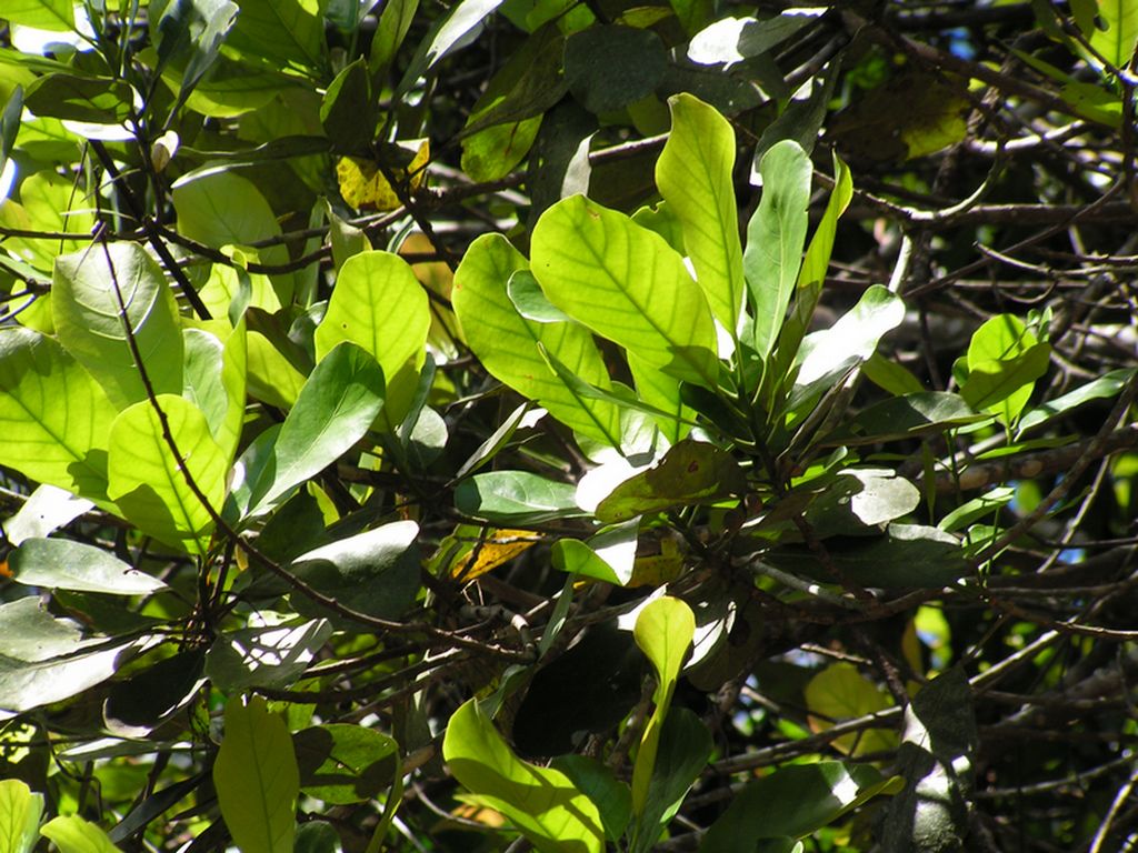 Uapaca lissopyrena Uapaca lissopyrena