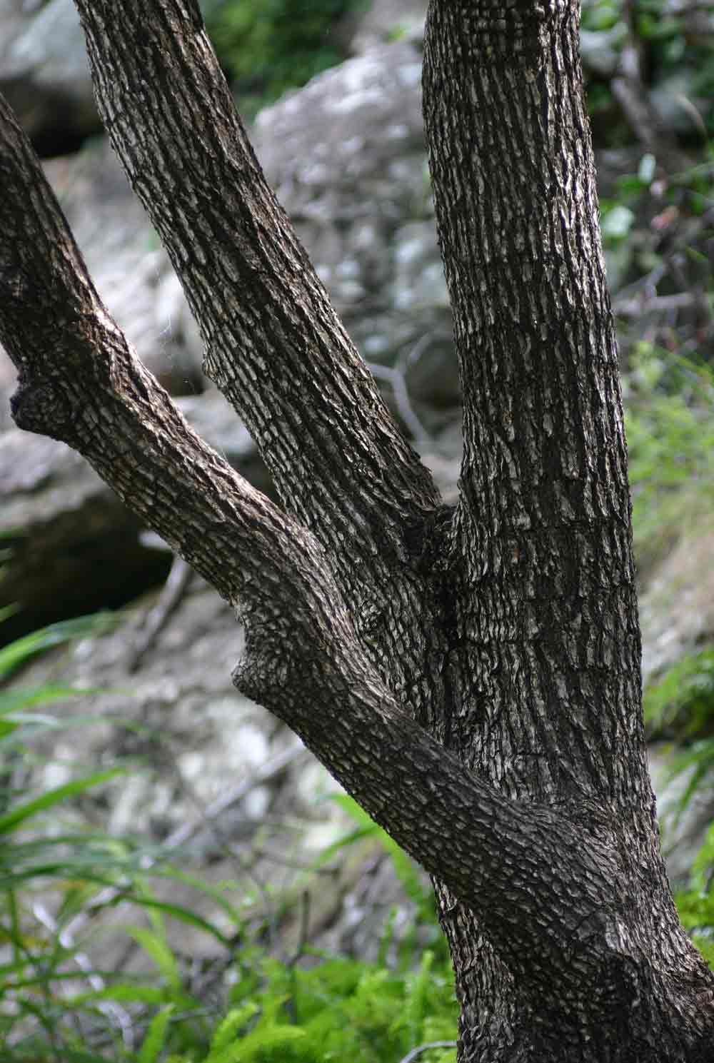 Androstachys johnsonii