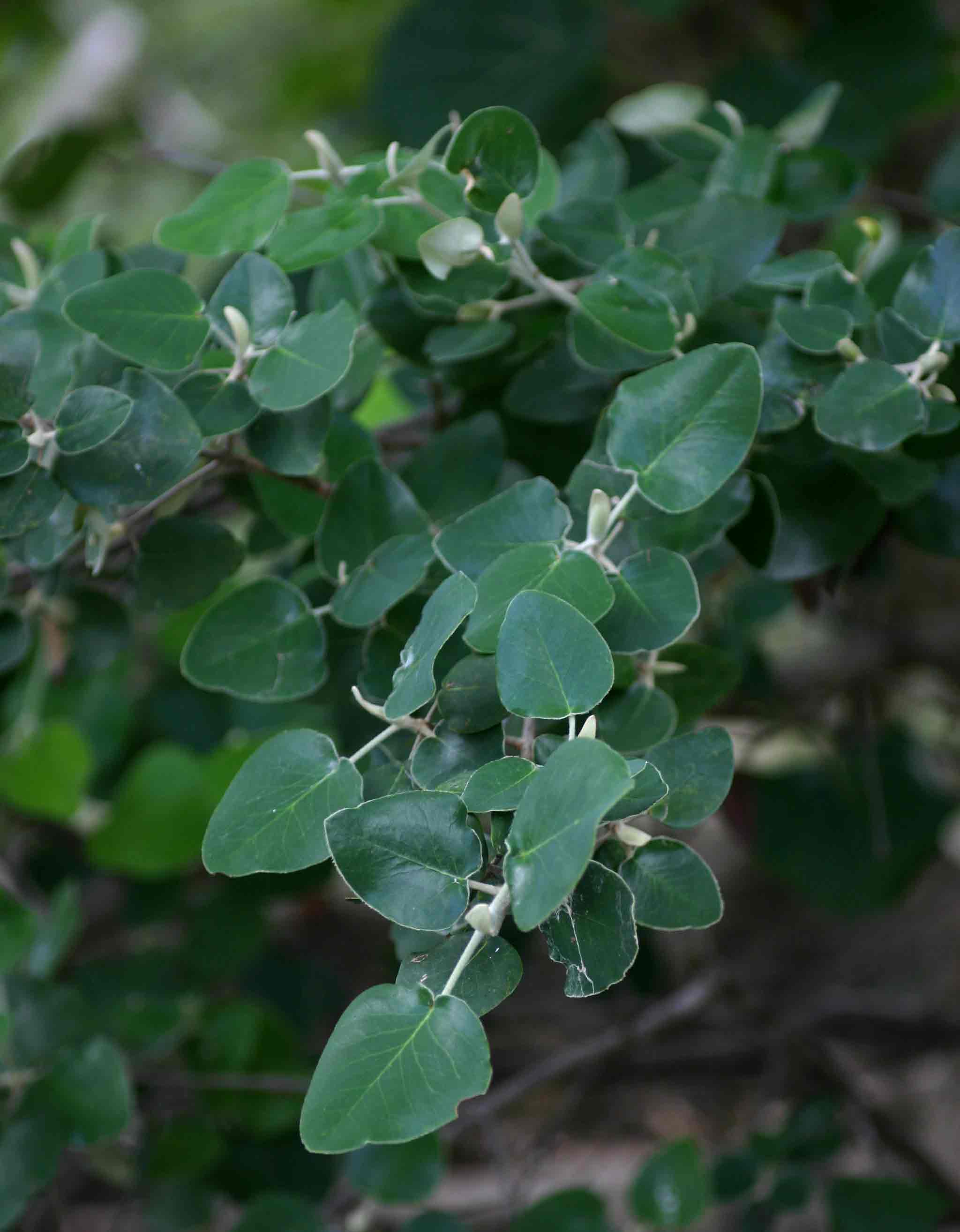 Androstachys johnsonii