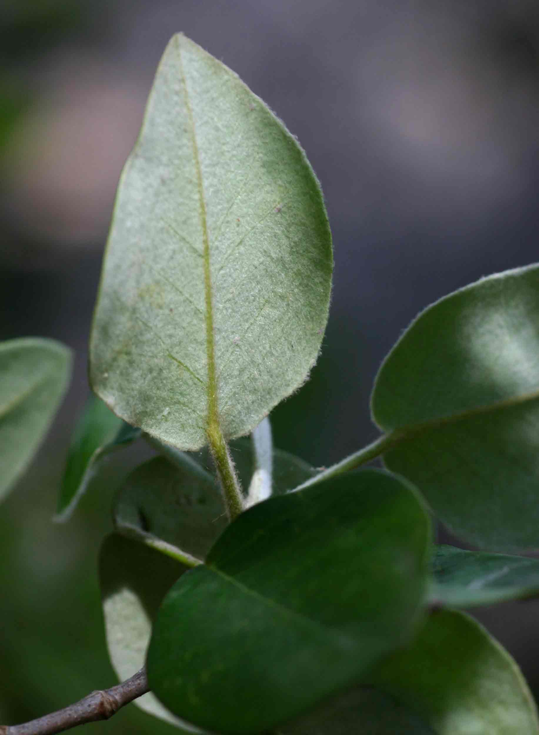 Androstachys johnsonii