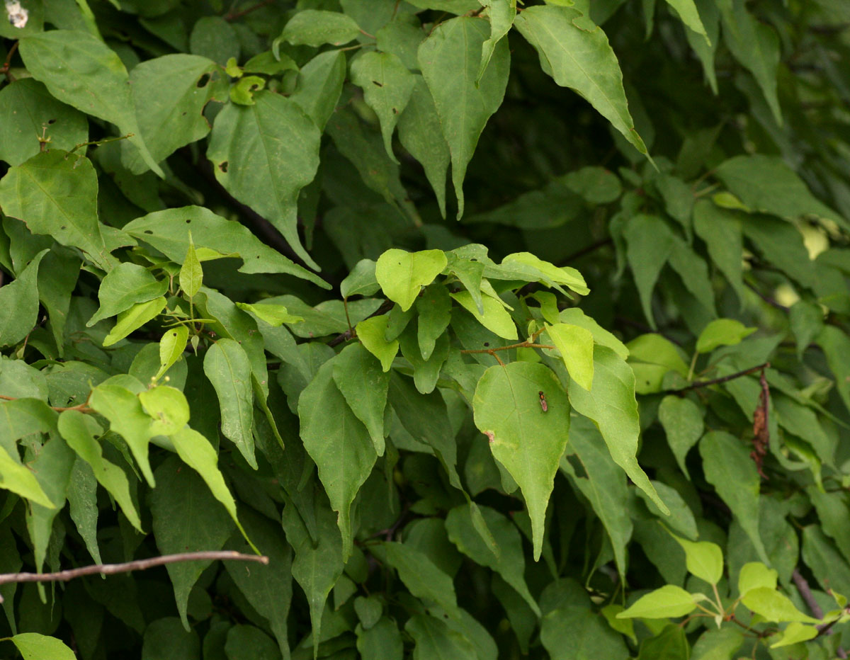 Croton longipedicellatus var. longipedicellatus