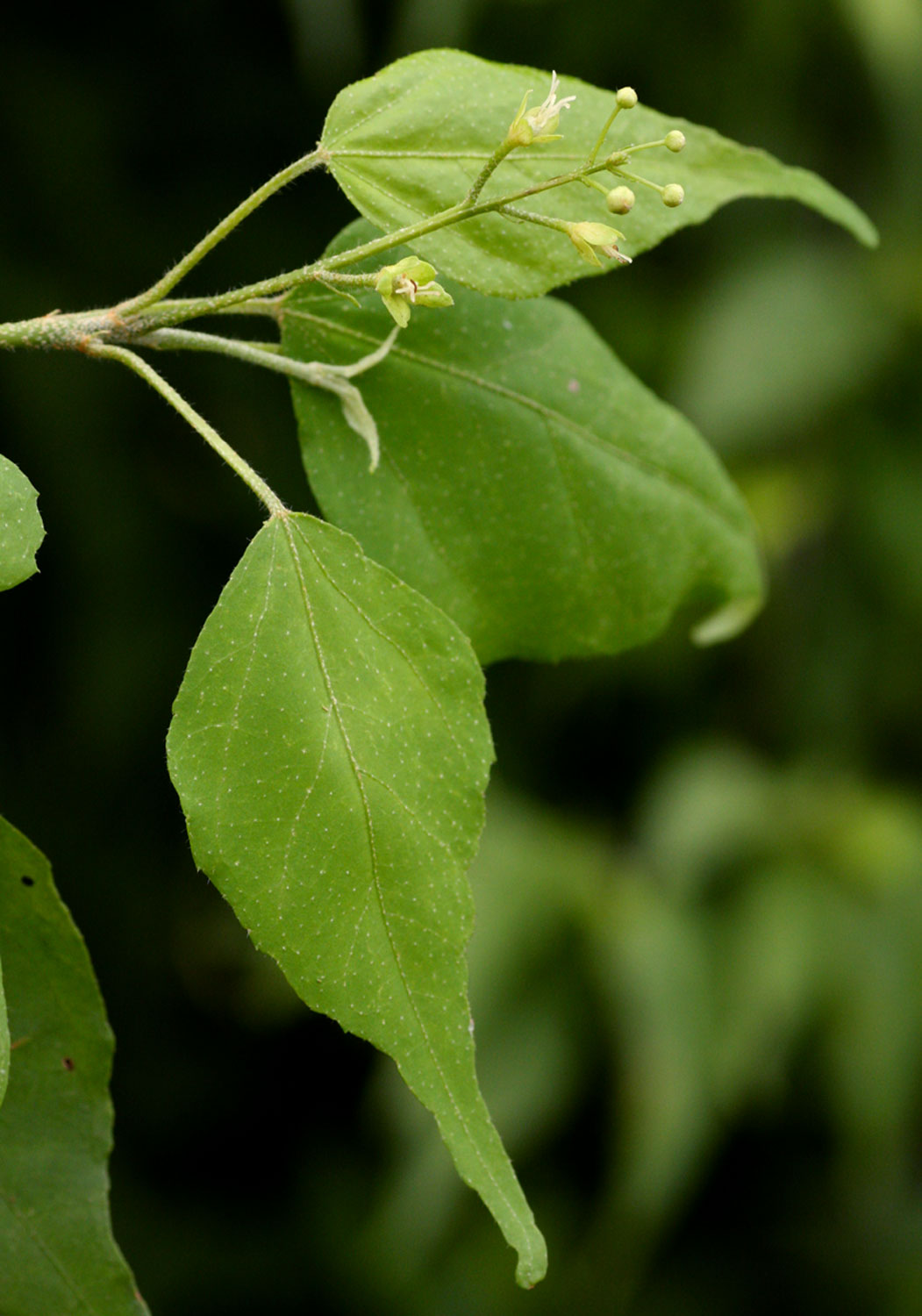 Croton longipedicellatus var. longipedicellatus