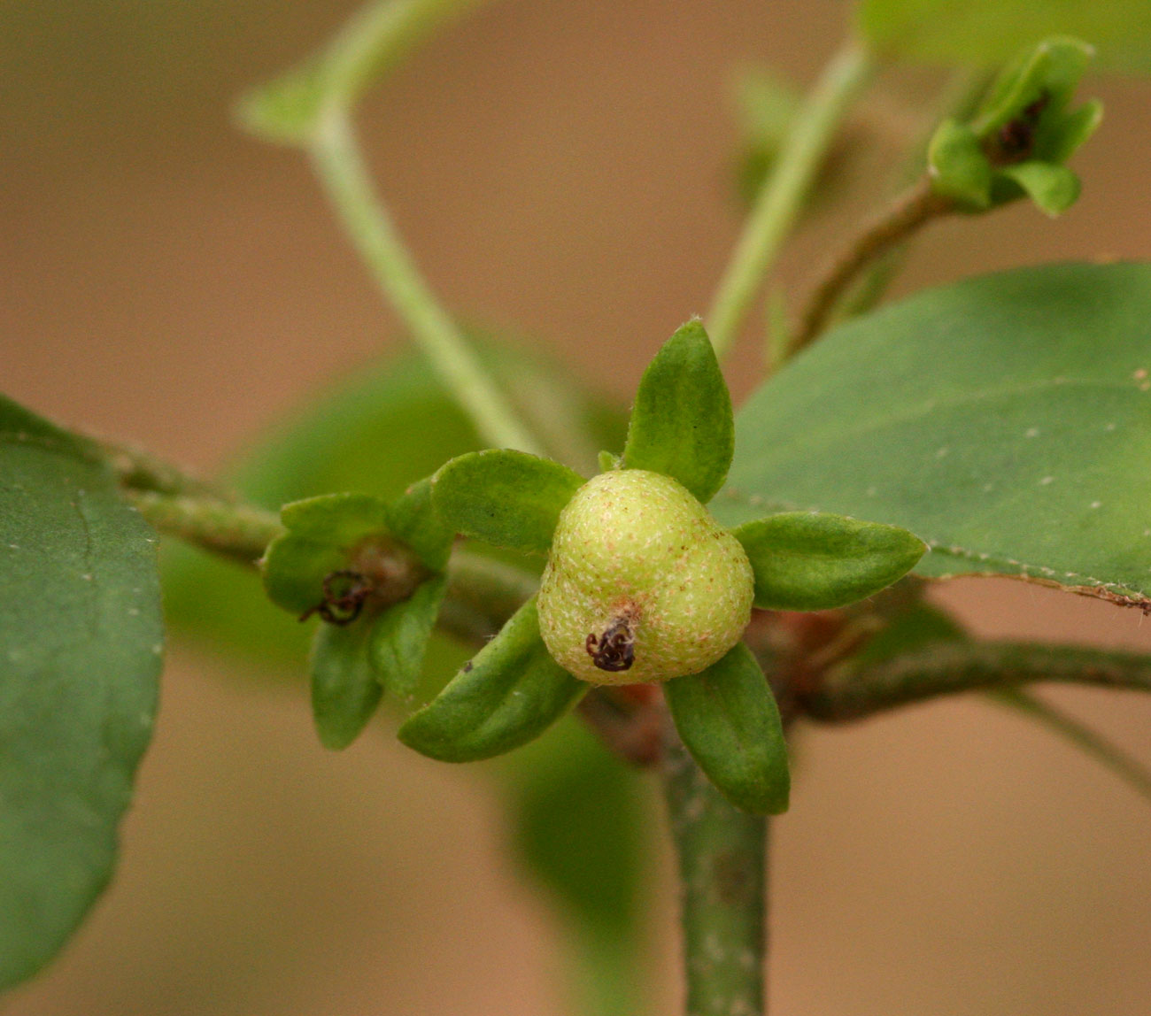 Croton longipedicellatus var. longipedicellatus