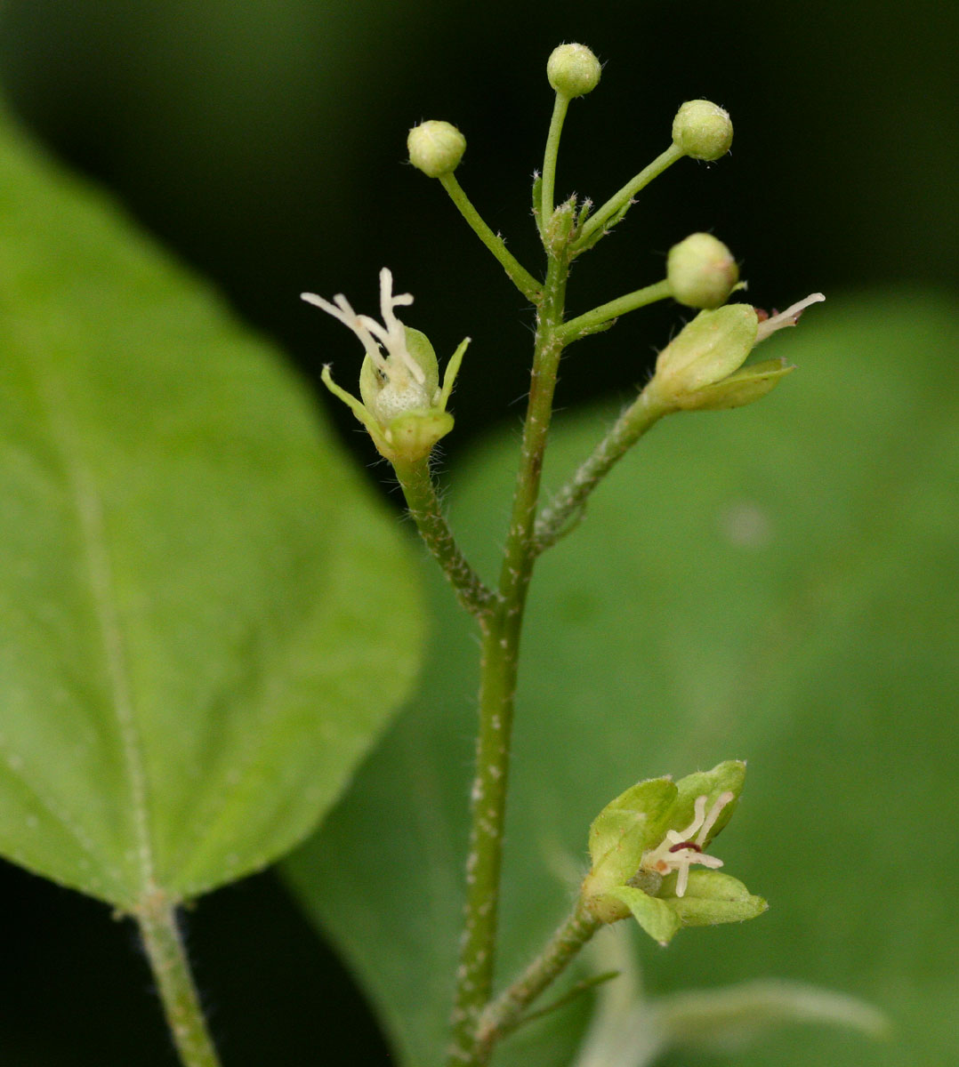 Croton longipedicellatus var. longipedicellatus