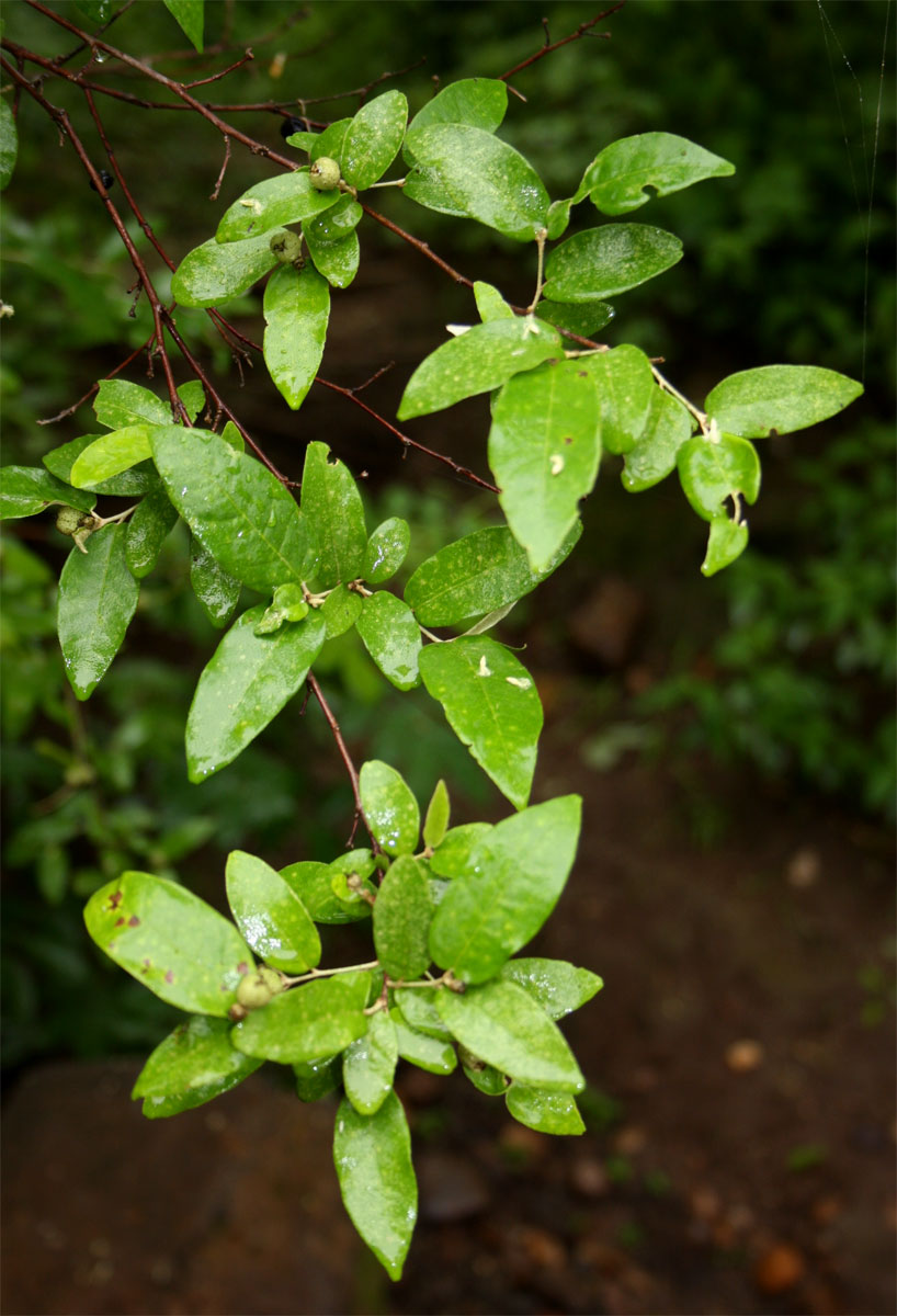 Croton menyharthii