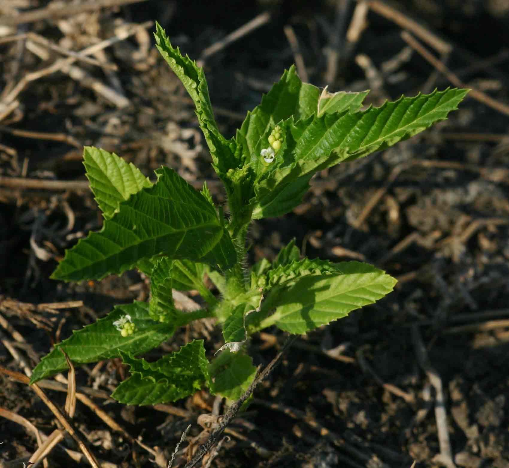 Caperonia stuhlmannii