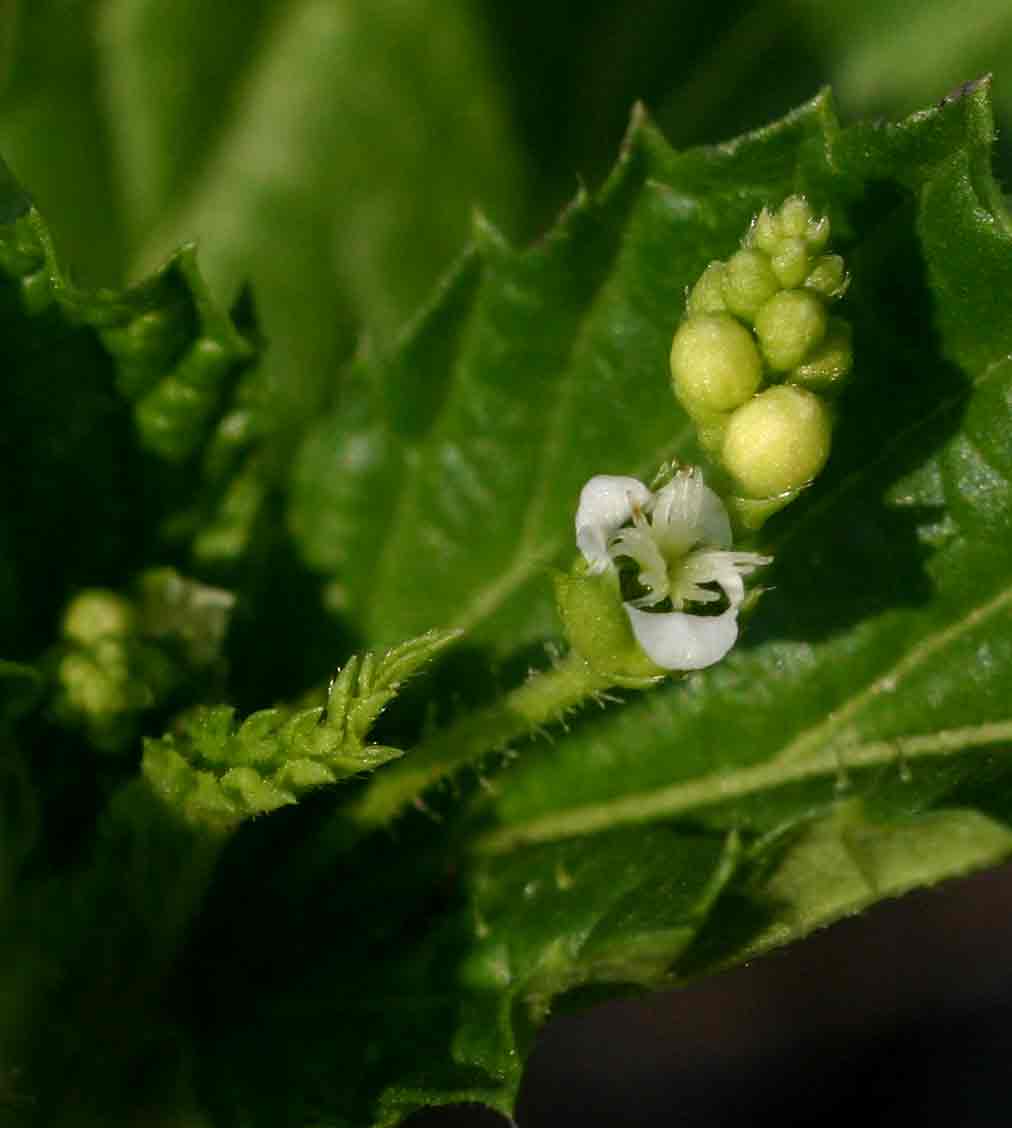 Caperonia stuhlmannii