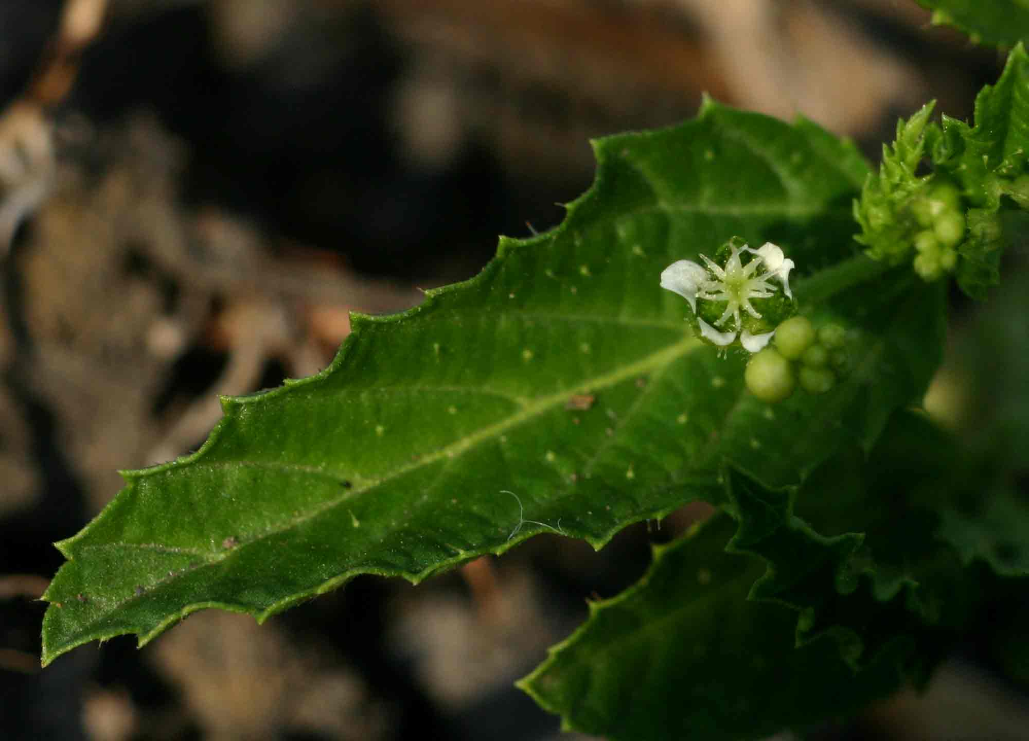 Caperonia stuhlmannii