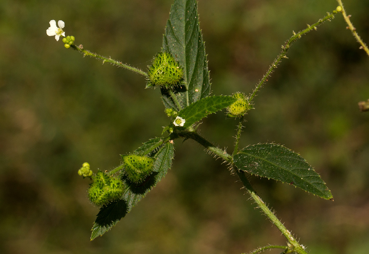 Caperonia stuhlmannii