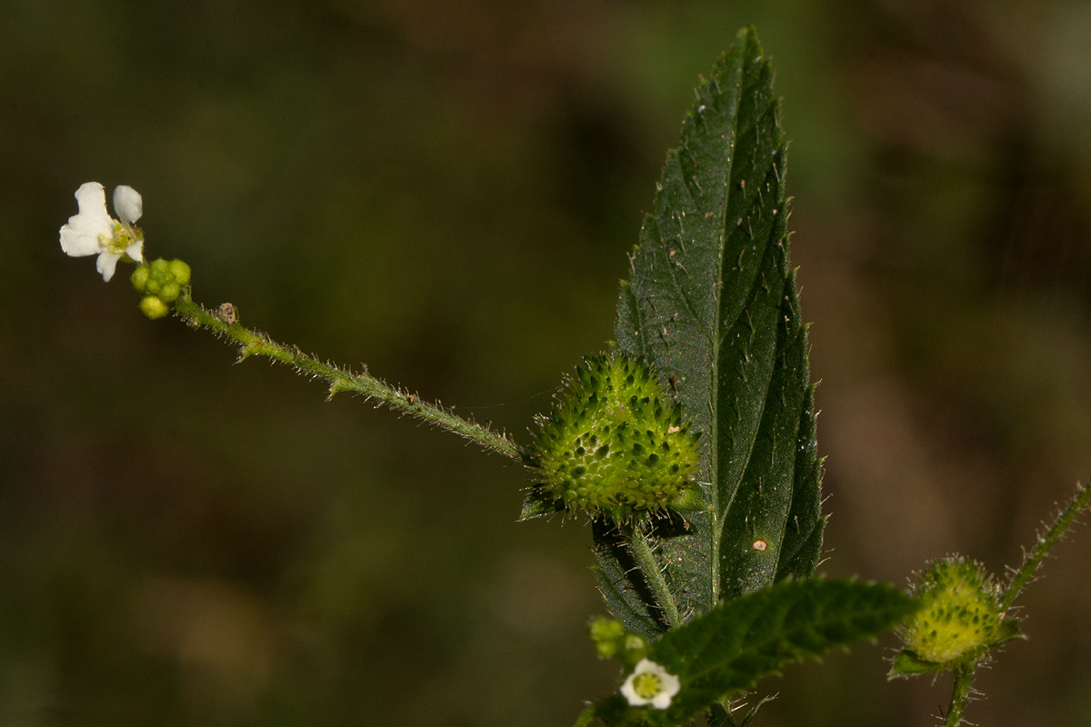 Caperonia stuhlmannii