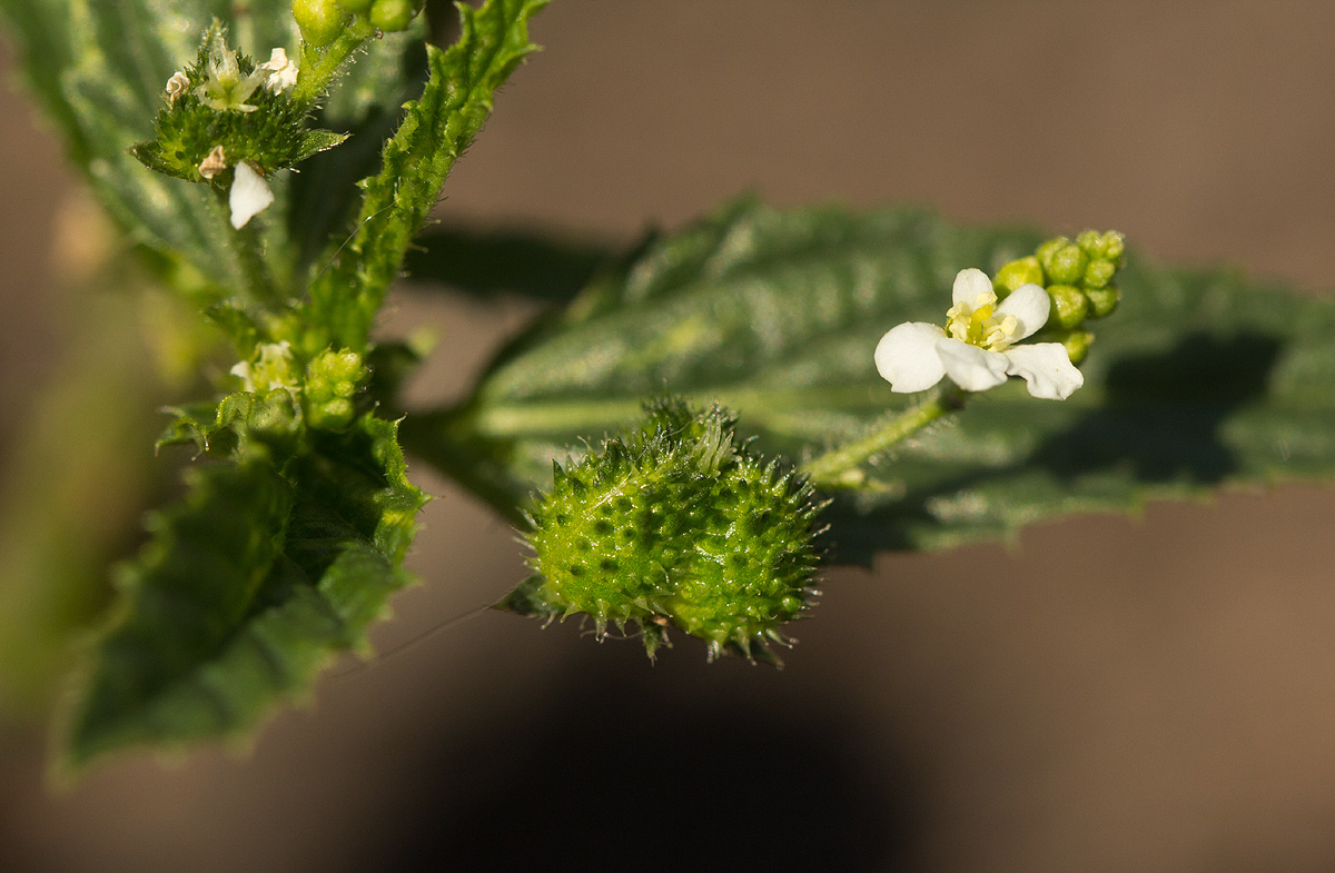 Caperonia stuhlmannii