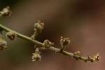 Argomuellera macrophylla