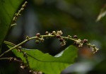 Argomuellera macrophylla