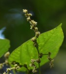 Macaranga capensis