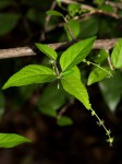 Acalypha acrogyna