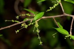 Acalypha acrogyna