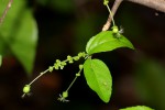 Acalypha acrogyna