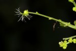 Acalypha acrogyna