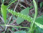 Acalypha chirindica