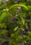 Acalypha chirindica