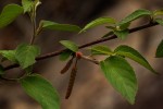 Acalypha chirindica