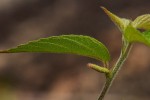 Acalypha chirindica