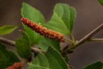 Acalypha chirindica