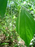 Acalypha chirindica