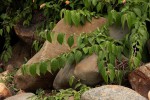 Acalypha chirindica