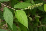 Acalypha chirindica