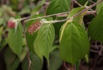 Acalypha chirindica