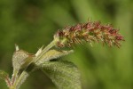 Acalypha chirindica