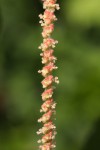 Acalypha chirindica