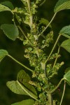 Acalypha crenata