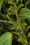 Acalypha crenata