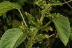 Acalypha crenata