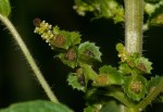 Acalypha crenata