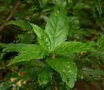 Acalypha pubiflora