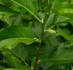 Acalypha pubiflora