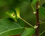 Acalypha pubiflora