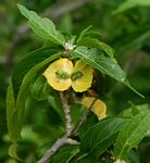 Acalypha pubiflora