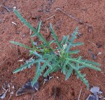 Jatropha erythropoda