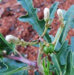 Jatropha erythropoda