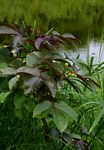 Jatropha gossypiifolia var. elegans