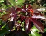 Jatropha gossypiifolia var. elegans