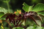 Jatropha gossypiifolia var. elegans