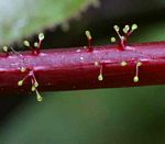 Jatropha gossypiifolia var. elegans